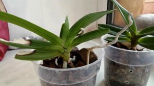 Сеянцы ринхостилиса через 6 лет