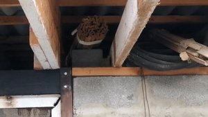 КОТ ЗОВЁТ КОШКУ НЕ ДОЖДАЛСЯ МАРТА