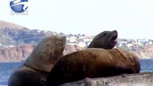 «НОВАТЭК» построит свой терминал в бухте Бечевинская на Камчатке.