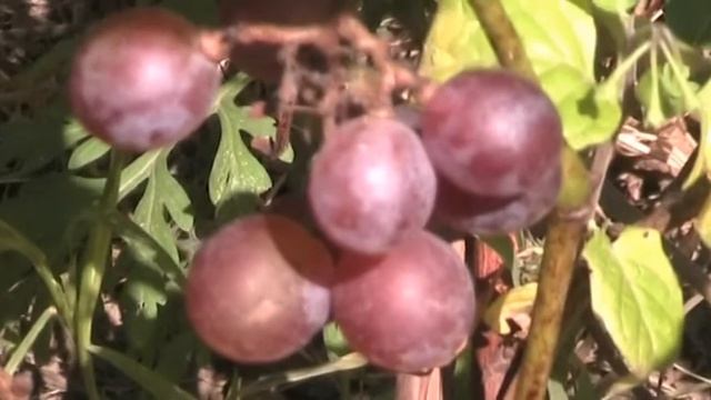 Виноград Лидия, или Изабелла розовая смотреть онлайн