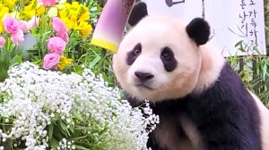 Самая ласковая панда живёт в Южной Корее