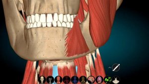 Мышцы шеи в 3D. Крепления, функции, движения, происхождение, иннервация. Миология. Mm. colli
