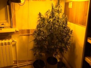 Мужчина несколько месяцев выращивал дома коноплю