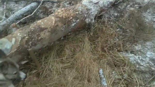 ДЕЛАЕМ СОЛОНЕЦ ДЛЯ ЗАЙЦЕВПОМОЩЬ ПРИРОДЕЧАСТЬ 1