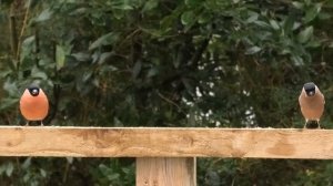 Cat TV ~ Birds of Many Colours for Cats to Watch ⭐ 8 Hours ⭐