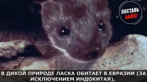 Ласка: милый пушистый зверек с первого взгляда, а на деле хладнокровный убийца