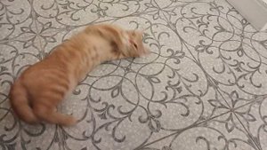 Кошка гуляет. Кот  удовлетворяет кошку