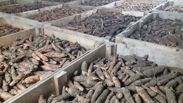 Храним морковь 5 месяцев. We store carrots for 5 months смотреть онлайн