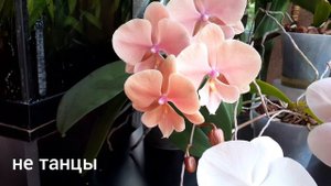🌺 Мои фаленопсисы биг липы.