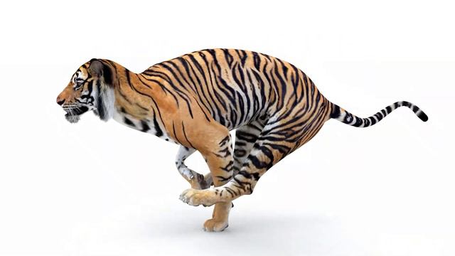 Tiger 3D Model with Animation for Download | promax3d.com