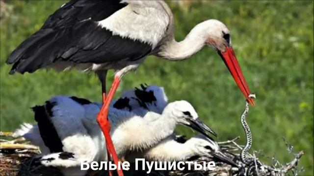 АИСТ?/Птицы/Животные смотреть онлайн