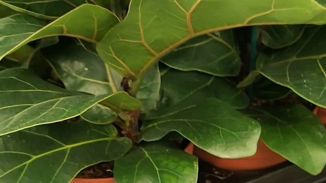 Ficus lyrata ´Bambino´ смотреть онлайн