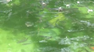 #85. Тиляпия в домашних условиях.