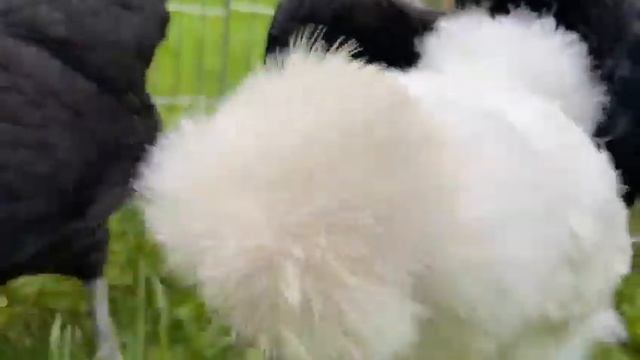 Шелковое Царство - питомник декоративных кур смотреть онлайн