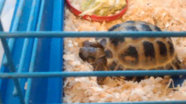 Черепаха впала в спячку смотреть онлайн