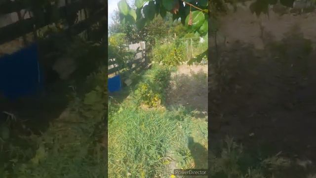 закончила с травой в огороде//читаю,пока дочь на реабилитации//радуга//Бражник//(1 год назад)
