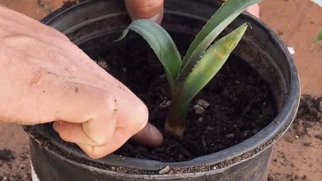 The Differences between Agave & Cactus: How to Plant/Grow смотреть онлайн