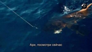 Рыбалка на Экваторе, Мальдивы. Часть 2 #сейшелы #мальдивы