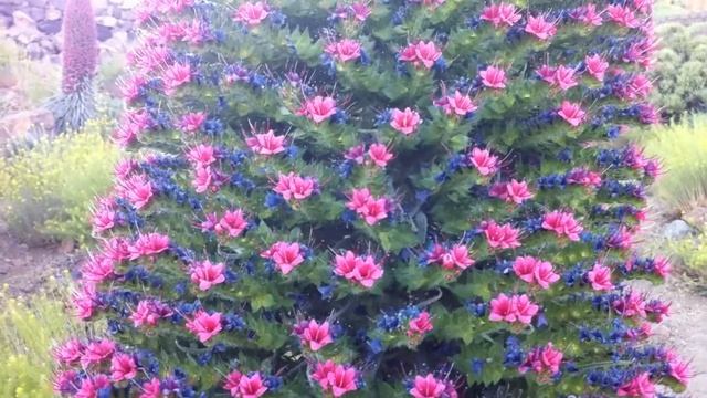 Flowers of Echium wildpretii смотреть онлайн