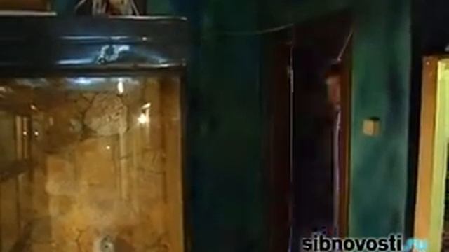 38 попугаев - правда ли? Измеряем удава смотреть онлайн