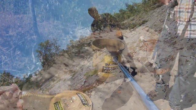 Young Cape Cobra near Atlantis, Cape Town, Western Cape, South Africa (20161229) смотреть онлайн