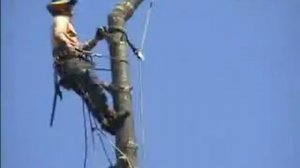 Мужик пилит дерево