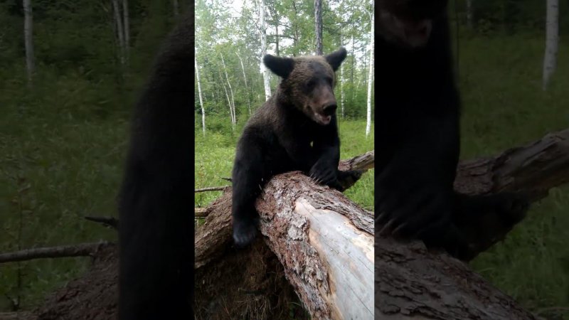 Буржуй не разрешает. #bear