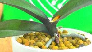 Орхидея "Аркс Рей" очень хочет ЖИТЬ !!! Уже два года лечу эту орхидею ...