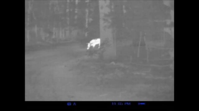 Pulsar Quantum HD19s Thermal Hog Video смотреть онлайн