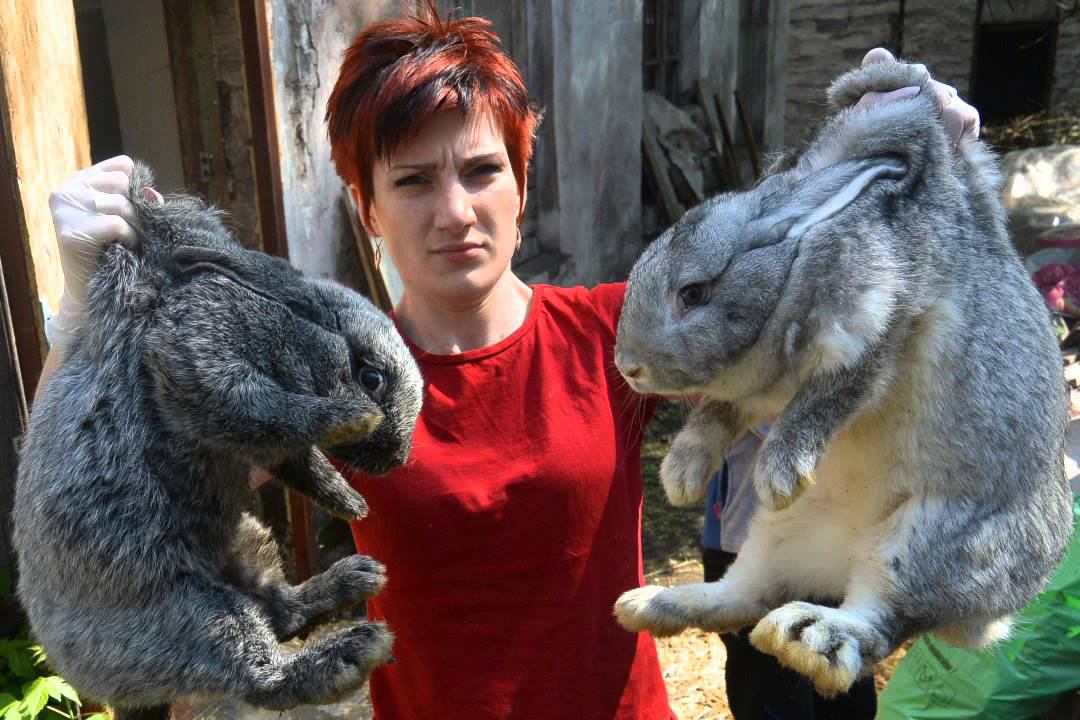 Выращивание кроликов на шкурки.  Изделия из них.