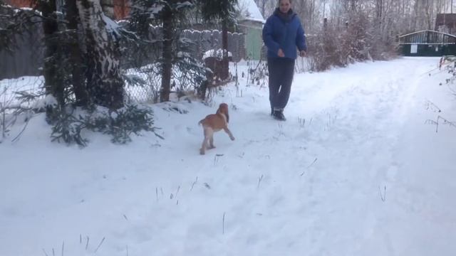 Puppy Bracco Italiano (Бракко Итальяно, Итальянский Бракк) смотреть онлайн