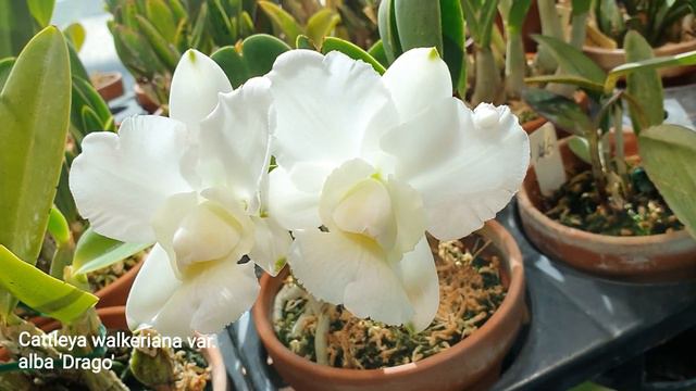 Cattleya walkeriana var. alba 'Drago' смотреть онлайн