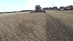 Райграс однолетний, уборка (17.07.2016)  Grass Seed Harvest (MF7347)