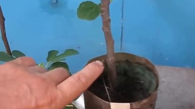 Какой выбрать инжир для комнаты