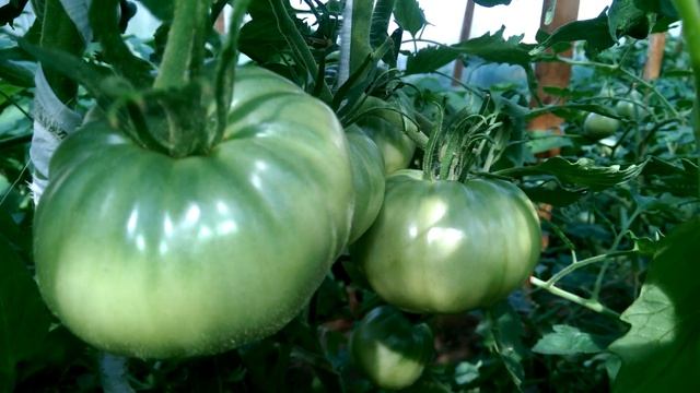 Шикарный, урожайный и крупноплодный томат от Ольги Черновой - Алтайский оранжевый. смотреть онлайн