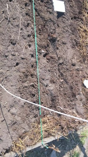 Посадка рассады на навозную грядку 21.04.24