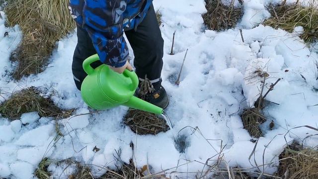 Вырастить цветы зимой