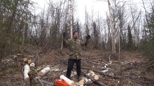 СПИЛИЛ ДВАДЦАТЬ ДЕРЕВЬЕВ / КОЛКА И УКЛАДКА ДРОВ В ЛЕСУ / ЗАГОТОВКА ДРЕВЕСИНЫ ДЛЯ ОТОПЛЕНИЯ ДОМА.