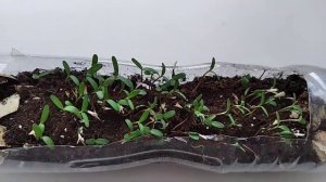 Бархатцы.Выращивание дома из семян