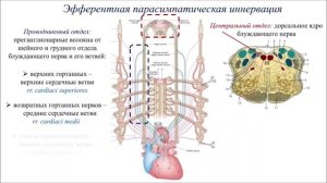 Иннервация сердца человека