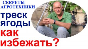 Треск ягод у винограда - мысли вслух или почему у меня практически не трещит виноград.