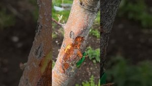 Солнечный ожог яблони. Что делать?