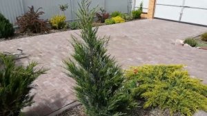 Клен японский дланевидный!