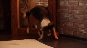 Неуловимое яйцо Антицарапки.mp4