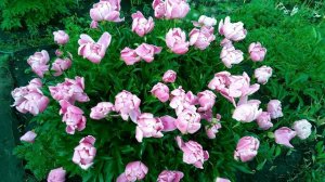 Про пионы.  Бабочки уснули... Так спит пион Дансинг Баттерфляй.  2021 г.