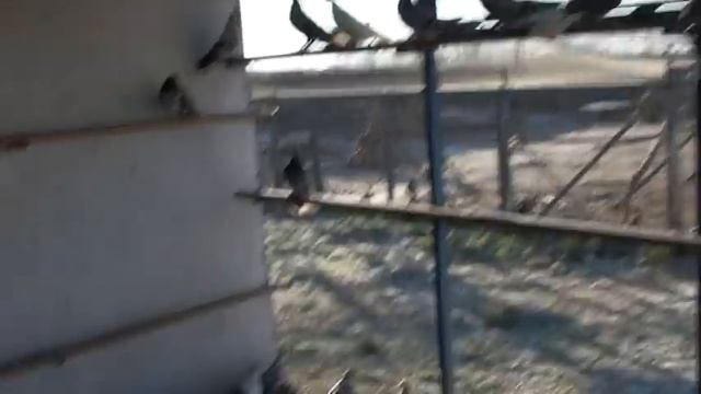 Приехали голуби. 27.12 .2020г. смотреть онлайн