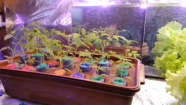 ВЫРАЩИВАНИЕ КЛУБНИКИ ДОМА на гидропонике. Купил сортовую клубнику. Буду экспериментировать. смотреть онлайн