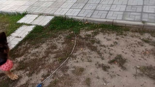 Взяли собаку из приюта / Смогли ли мы подружиться за 2 месяца? Вторая часть видео смотреть онлайн