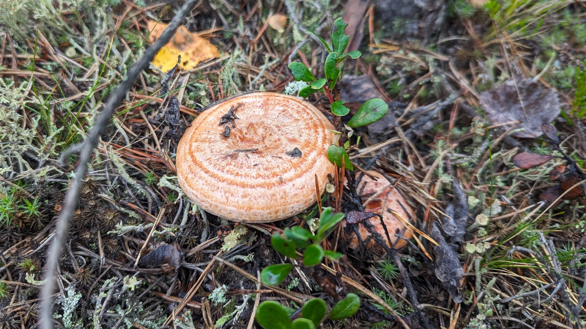 Рыжик сосновый (Lactarius deliciosus var.pini). Как выглядит гриб на месте произрастания.