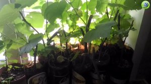 Обзор рассады табака 2021 года.